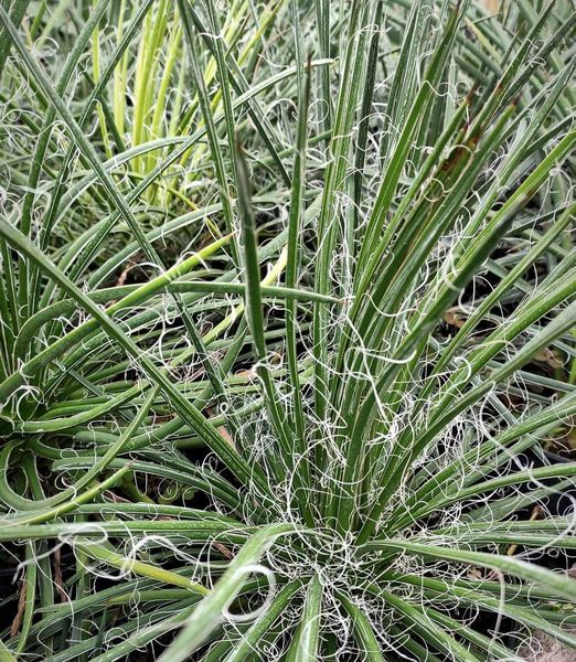 Agave geminiflora